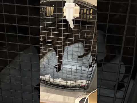 レスキューした甲斐犬獣医さんから帰って来ました(YouTube)