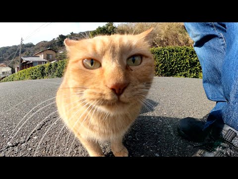 猫島の学校の前で茶トラ猫とサビ猫がモフられにやって来た(YouTube)