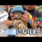 ルトの６歳の誕生日に肉ケーキ作ったらロゼが騒がしかった(YouTube)