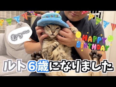 ルトの６歳の誕生日に肉ケーキ作ったらロゼが騒がしかった(YouTube)