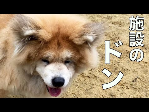 保護犬の楽園リーダー秋田犬 大吉くんのご報告(YouTube)