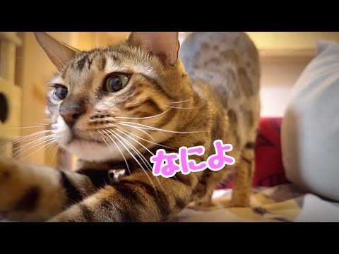 ツンデレお嬢猫がデレ全開モード突入です(YouTube)
