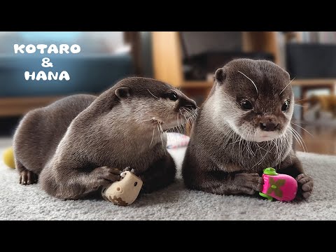 人間みたいなケンカするカワウソカップルの日常　Otter Couple Staring at Each Other and Fighting!(YouTube)