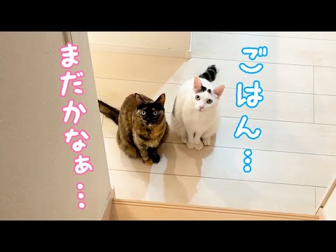 階段下で並んで待ってるチロモモが可愛い…！(YouTube)