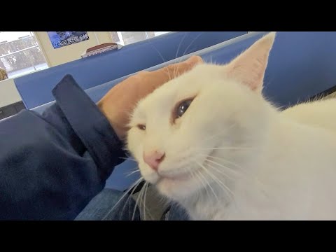 外出から帰ってきた白猫ちゃん(YouTube)