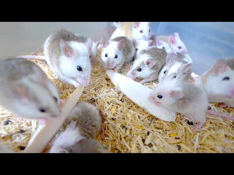 大量のネズミの中にイカの甲を落としてみた結果(YouTube)