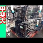 甲斐犬繁殖屋レスキュー進行状況‼️　ミリオくんと竹藪前広場にて(YouTube)