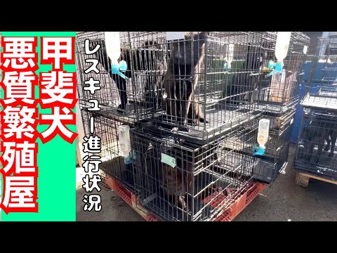 甲斐犬繁殖屋レスキュー進行状況‼️　ミリオくんと竹藪前広場にて(YouTube)