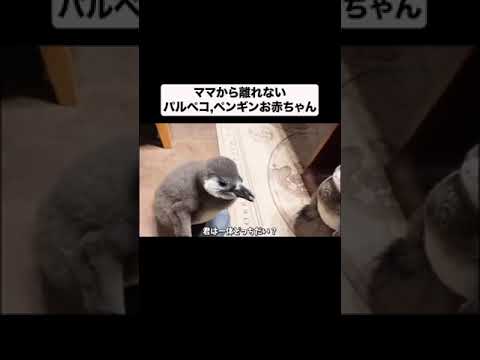 ママから離れない赤ちゃんペンギン#shorts(YouTube)
