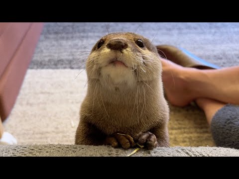 爪切り以外にも歯磨きまで自分でするようになったお利口カワウソ Clever otter who even brushes his teeth by himself.(YouTube)