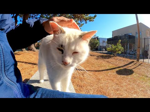 海辺の公園のベンチに座ると猫がすり寄ってきてカワイイ(YouTube)