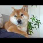 柴犬が忠犬から相棒に昇格する瞬間がこちら。(YouTube)