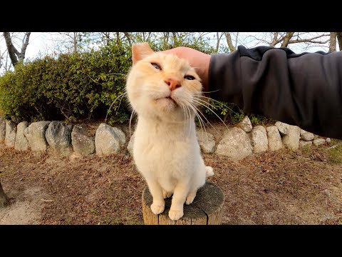 ほっぺたの傷が治った茶シロ猫が丸太にのって元気良く甘えてきた(YouTube)