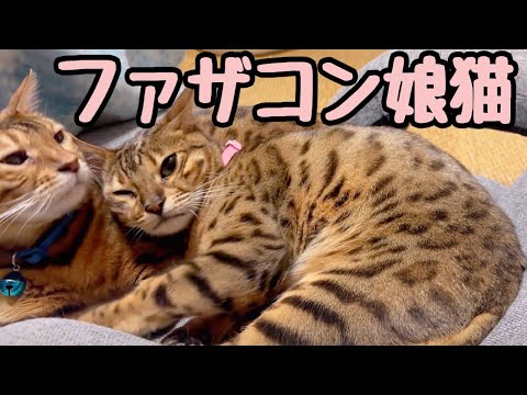 ツンデレお嬢のファザコン爆発に父猫大歓喜(YouTube)