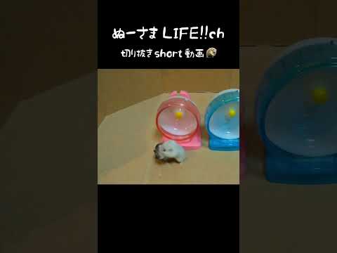 優しかったハムスターがブチ切れる瞬間…#shorts(YouTube)