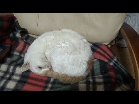 闘病中の猫が動かなくなり空気が重い(YouTube)