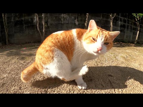 茶シロ猫をモフろうとしたら「今日は気分じゃないニャ！」と拒否された(YouTube)