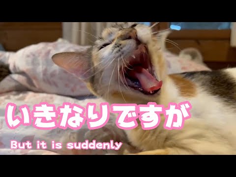いきなりですが But it is suddenly(YouTube)