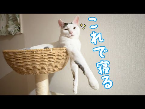 新しい寝方を発見したチロさん…！(YouTube)