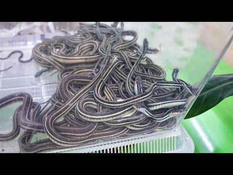 アメリカから来たワイルドのヘビ達がヤバすぎる(YouTube)
