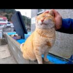 渡船場の前にいた猫がモフられにきてカワイイ(YouTube)