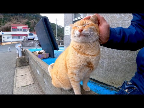渡船場の前にいた猫がモフられにきてカワイイ(YouTube)