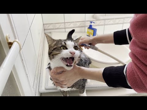 豆大福のせいで強制的にお風呂行きになった猫が鳴き叫ぶ(YouTube)