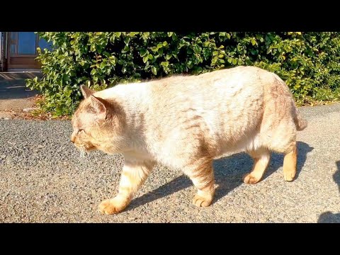 猫島の猫、これから御飯の猫ハウスへ向かう(YouTube)
