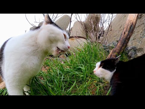 猫のケンカが始まった(YouTube)