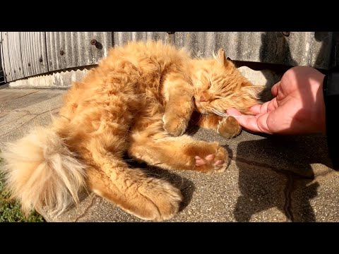 キツネのようなモフモフの茶トラ猫ちゃんをナデナデする(YouTube)