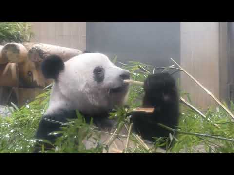 2月19日（日）朝のシャンシャンのようす②：上野動物園(YouTube)