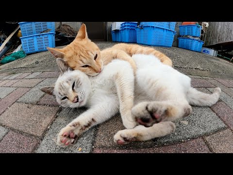 猫のプロレスを見ていたら、茶トラ猫が仲間に入れてくれた(YouTube)