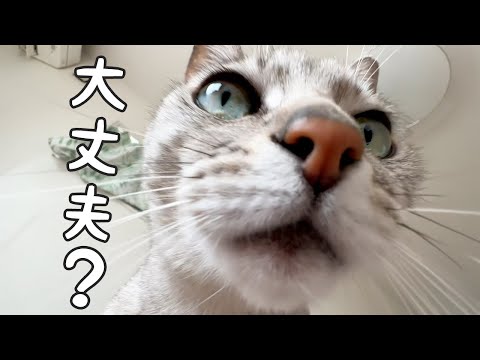 最近お疲れのママを心配してくれる猫マロちゃん【近い】(YouTube)