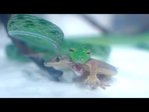 ヤモリを一瞬で捉えて捕食する蛇(YouTube)