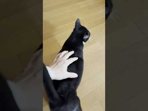 「ゴロニャン」って鳴く猫、初めてかも(YouTube)