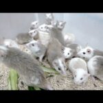 半年かけて殖やしたヤワゲネズミが激減してしまいました(YouTube)