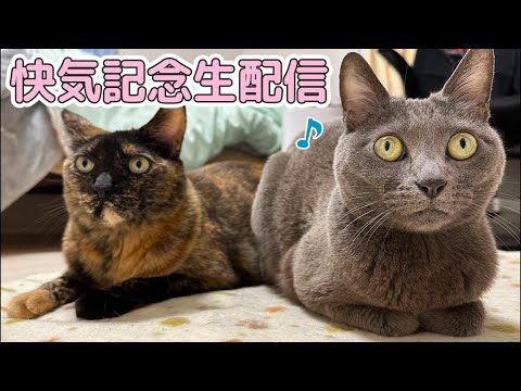 ハムとモモ快気祝い生配信！(YouTube)