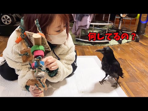 成長とともに賢さが増していくカラスのささみ(YouTube)