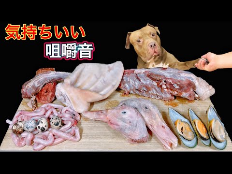 【閲覧注意ASMR】最強な犬ピットブルが骨をボリボリ噛み砕く咀嚼音がヤバ過ぎる(YouTube)