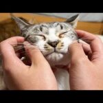 お姉ちゃんのマッサージにとろけていく猫たち(YouTube)