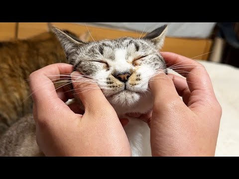 お姉ちゃんのマッサージにとろけていく猫たち(YouTube)