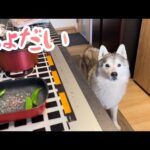 この世界で一番スナックエンドウを求めてるシベリアンハスキー、そして得る。(YouTube)