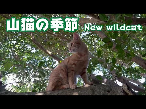 山猫の季節！ New wild cat(YouTube)