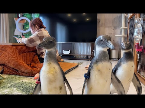 どこにいてもママの前に現れるペンギン達(YouTube)