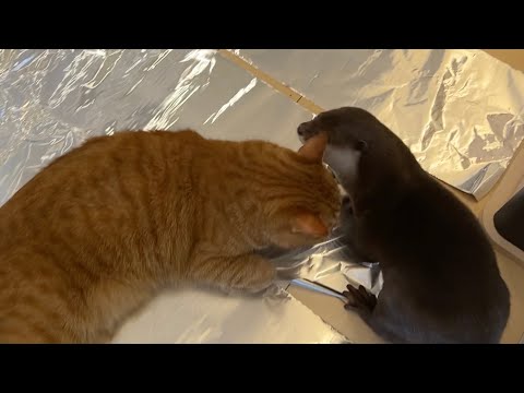 猫はアルミホイルを嫌うらしいのでカワウソに試した I heard cats don’t like aluminum foil, so I tried it on an otter.(YouTube)