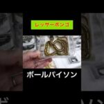 レッサーボンゴ【ボールパイソン】(YouTube)