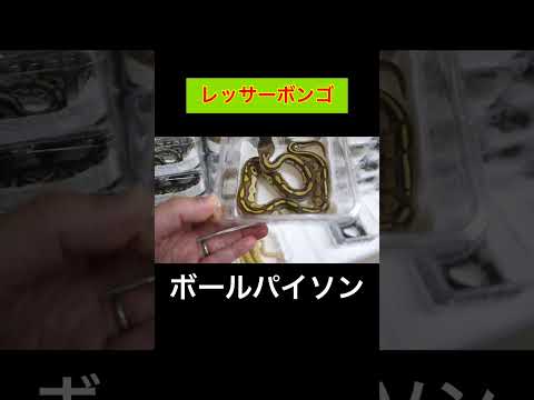 レッサーボンゴ【ボールパイソン】(YouTube)