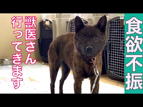 もう一頭体調が悪い子獣医さんへ！甲斐犬繁殖屋崩壊レスキュー(YouTube)