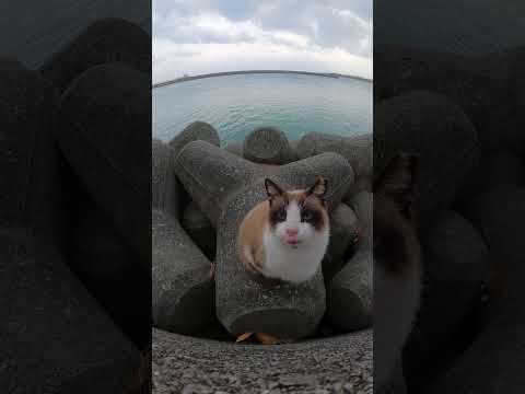 タヌキみたいな猫(YouTube)