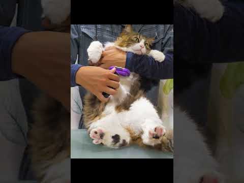 大型長毛猫がファーミネーターで冬毛を脱いだら‥【ボス吉FURminator2019】#Shorts(YouTube)